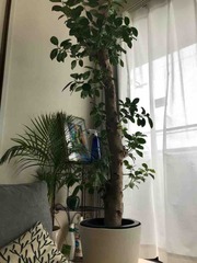 �ޤ���������²