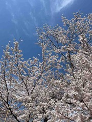 IMG_6546