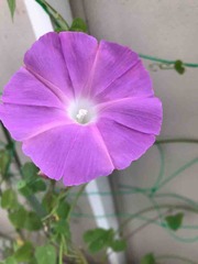 ī������