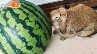 �߱�����