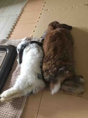 �ޤ��ޤ�³����