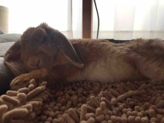 🐰❤️