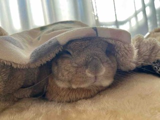 �����ϡ���ʬ