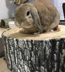 �������ƥ�