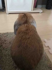 ����ե���