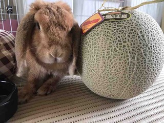 🍈