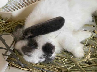 かえなず