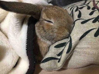 ���䤹�ߤʤ���🌃