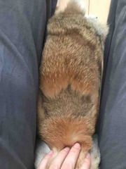 カエデの背中にカエデ