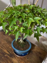 BONSAI