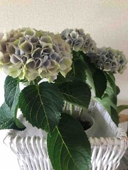 ���۲֤ζ���