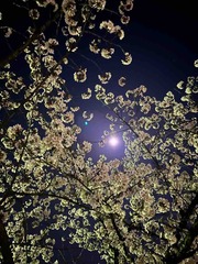 IMG_9919