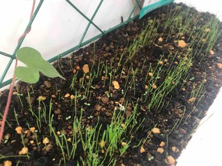 �Ĥ����Υ��⥷�� 