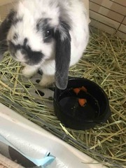 🥕
