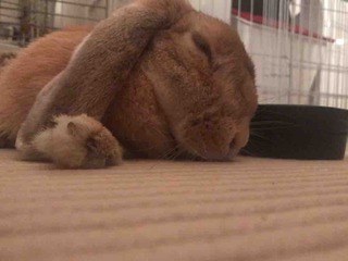 �ڥ��ڥ���