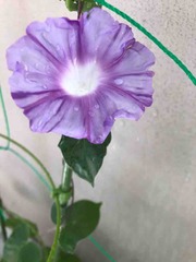 ī�餬