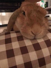 �ϥåԡ��С����ǡ���