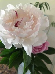 �����ϥ�����¿����