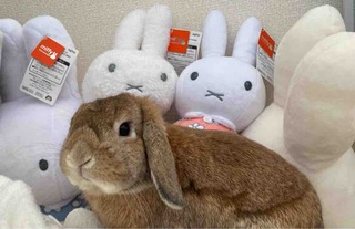 ���Ϥ褦�������ޤ�