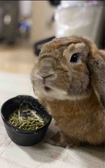 ���Ӵ���🐰