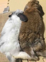 ����̴������