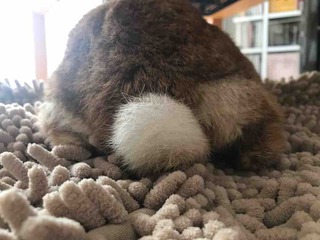 13��7����Υץꥱ��