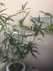 ����