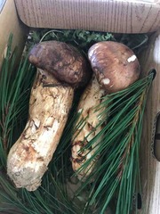 ��˫������