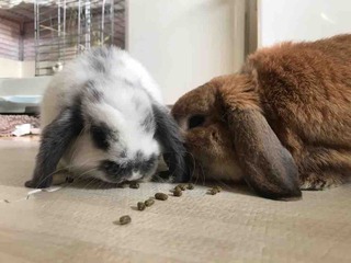 ❤️❤️🐰🐰❤️❤️