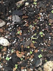 🌱