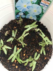 �꤬�Ǥޤ���🌱