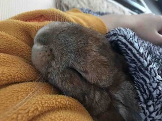 �����Ĥ�����ʤ���