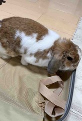 �����������Ԥ����Ƥ���ޤ���