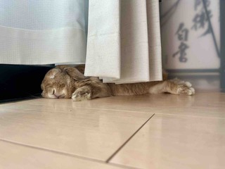 ̴����