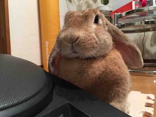 ����ή��