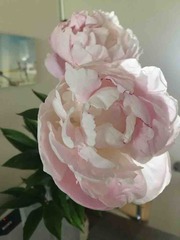 �Ϥ��餤�β�
