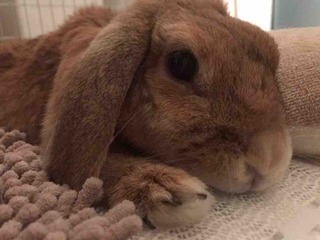 ��ī������