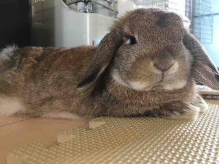 ��ǯ���߱����ᤤ