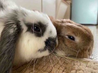 ��Φ������🚄