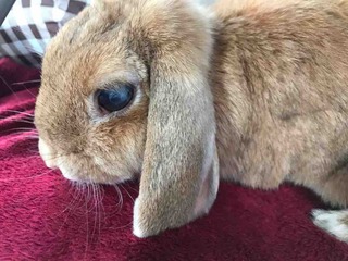 �Ĥ����οǻ���