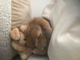�󤤽�