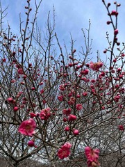 IMG_3741