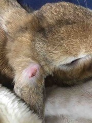 �������ι���Ϸ㤷��