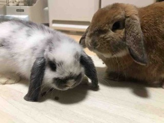 ���ɤ���餽����