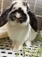�ʡ���