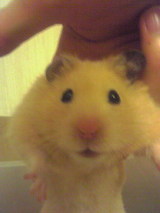 ���ޤ����Ĥ���