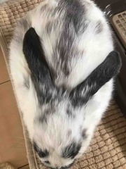 �ʥ���ʡ