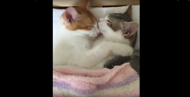 激カワ♡　抱き合って眠る子猫たち