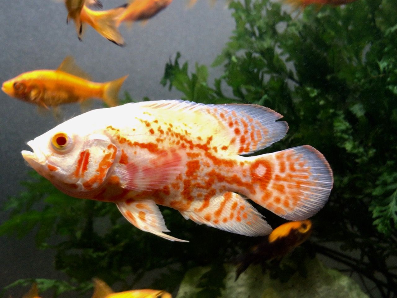 熱帯魚 ぽんずといきもの