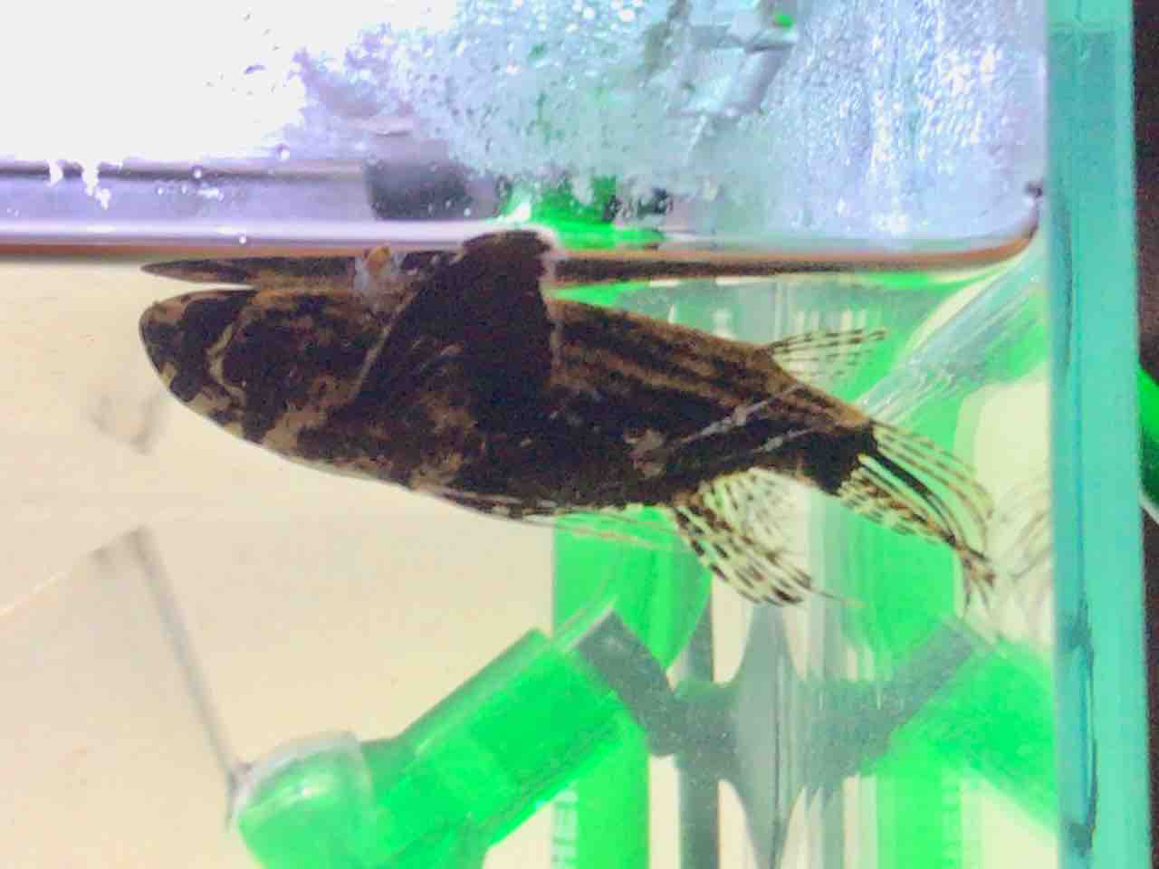 熱帯魚 ぽんずといきもの